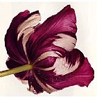 irving penn